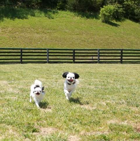 動物,犬,猫,しつけ,飼い方,育て方,病気,健康