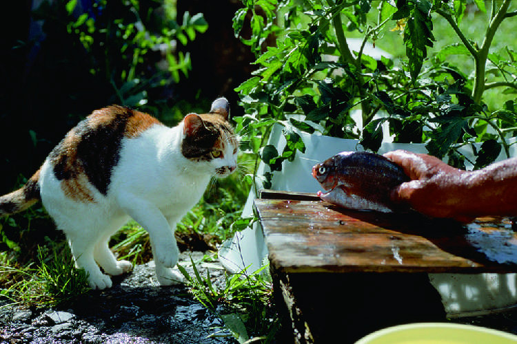 動物,犬,猫,しつけ,飼い方,育て方,病気,健康