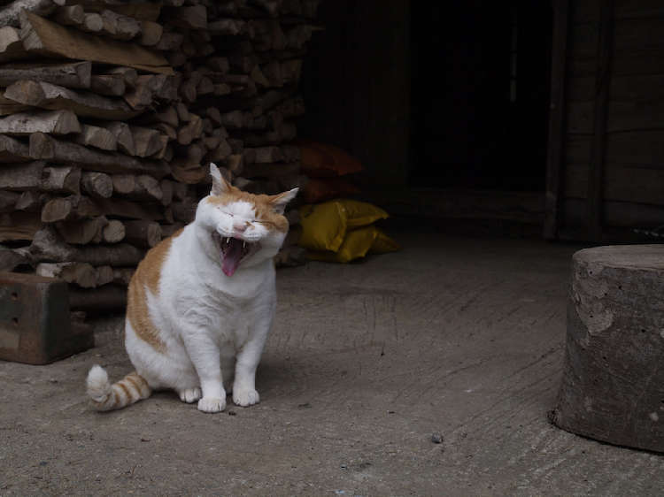動物,犬,猫,しつけ,飼い方,育て方,病気,健康