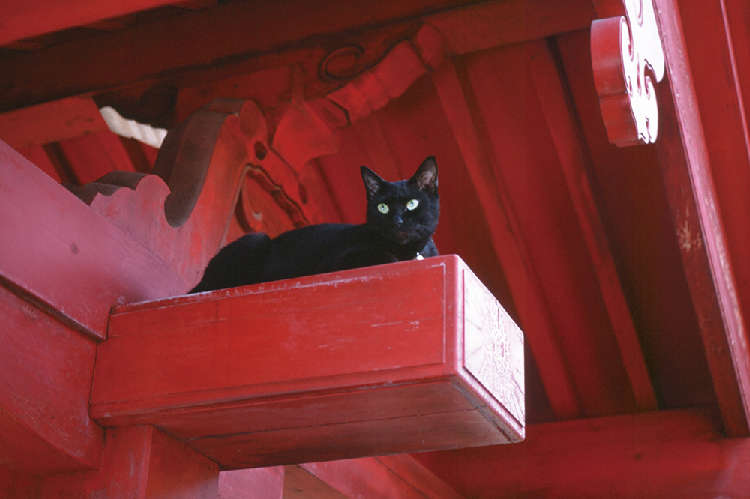 動物,犬,猫,しつけ,飼い方,育て方,病気,健康