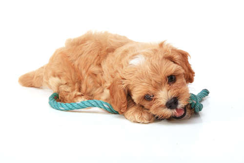 動物,犬,猫,しつけ,飼い方,育て方,病気,健康