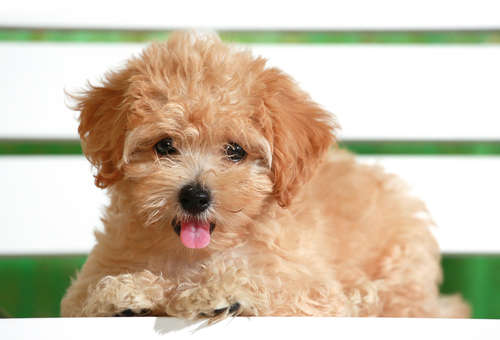 動物,犬,猫,しつけ,飼い方,育て方,病気,健康