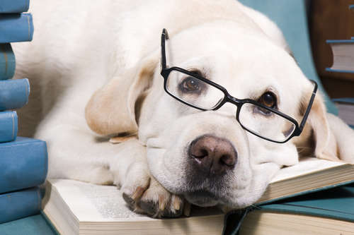 動物,犬,猫,しつけ,飼い方,育て方,病気,健康