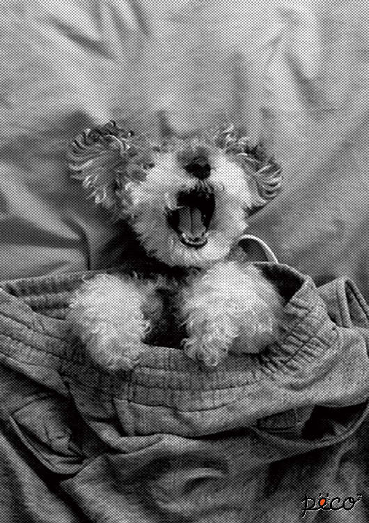 動物,犬,猫,しつけ,飼い方,育て方,病気,健康