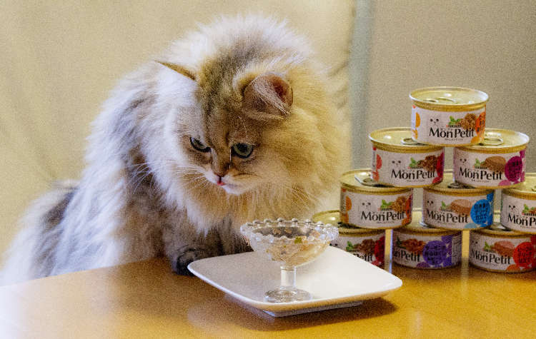 動物,犬,猫,しつけ,飼い方,育て方,病気,健康