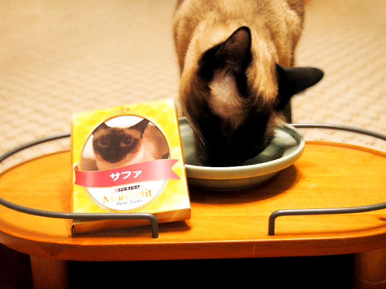 動物,犬,猫,しつけ,飼い方,育て方,病気,健康
