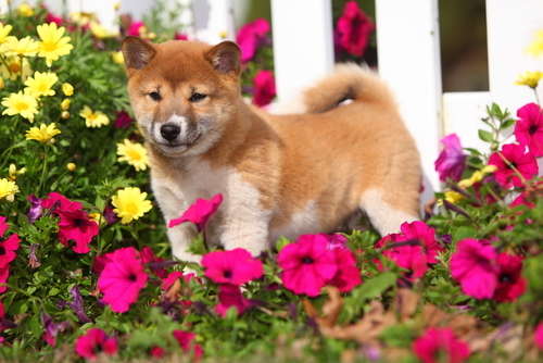 動物,犬,猫,しつけ,飼い方,育て方,病気,健康
