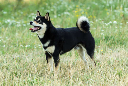 動物,犬,猫,しつけ,飼い方,育て方,病気,健康