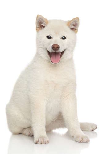 動物,犬,猫,しつけ,飼い方,育て方,病気,健康