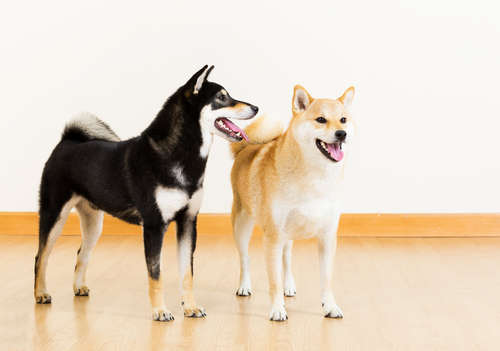 動物,犬,猫,しつけ,飼い方,育て方,病気,健康