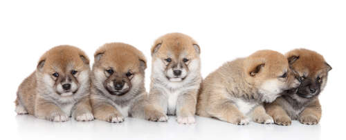 動物,犬,猫,しつけ,飼い方,育て方,病気,健康