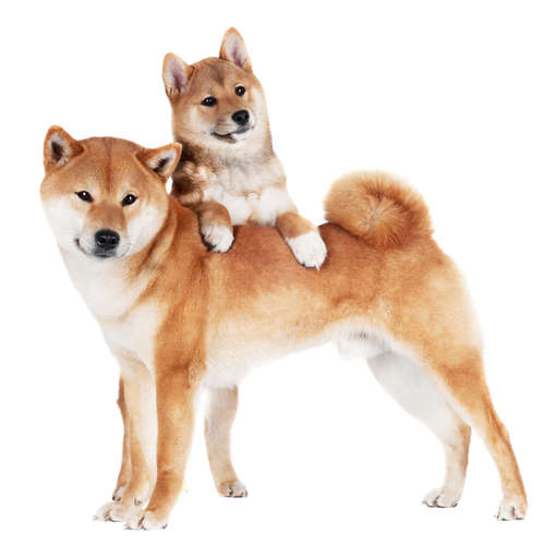 動物,犬,猫,しつけ,飼い方,育て方,病気,健康