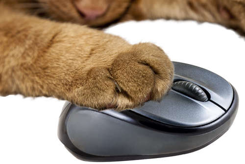 動物,犬,猫,しつけ,飼い方,育て方,病気,健康