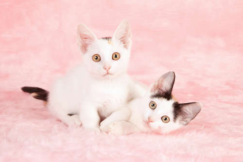 動物,犬,猫,しつけ,飼い方,育て方,病気,健康