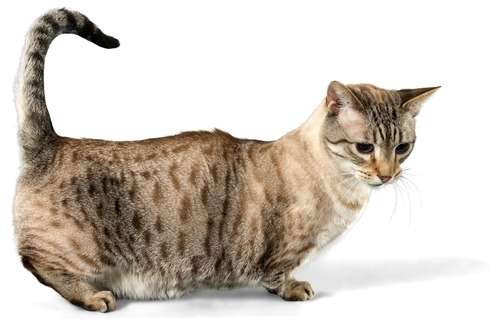 動物,犬,猫,しつけ,飼い方,育て方,病気,健康
