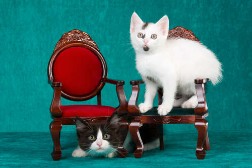 動物,犬,猫,しつけ,飼い方,育て方,病気,健康