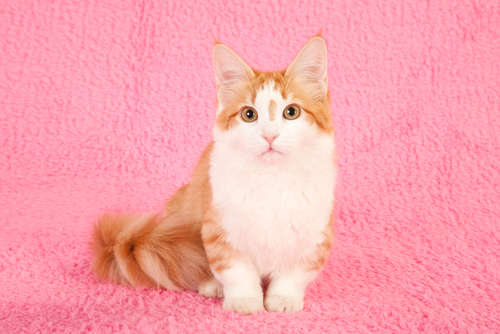 動物,犬,猫,しつけ,飼い方,育て方,病気,健康