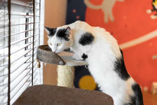 動物,犬,猫,しつけ,飼い方,育て方,病気,健康