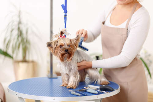 動物,犬,猫,しつけ,飼い方,育て方,病気,健康