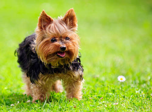 動物,犬,猫,しつけ,飼い方,育て方,病気,健康