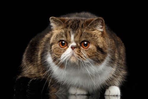 動物,犬,猫,しつけ,飼い方,育て方,病気,健康