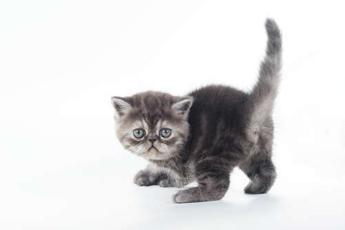 動物,犬,猫,しつけ,飼い方,育て方,病気,健康