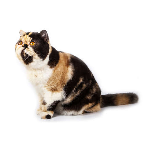 動物,犬,猫,しつけ,飼い方,育て方,病気,健康