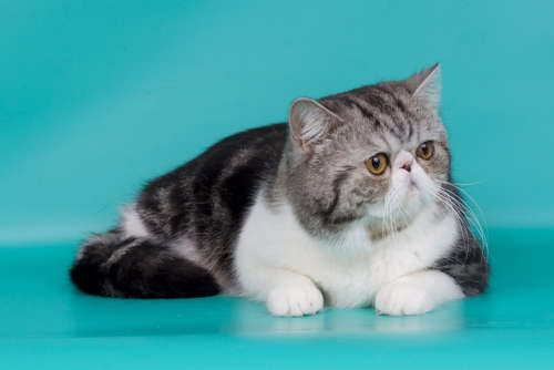 動物,犬,猫,しつけ,飼い方,育て方,病気,健康