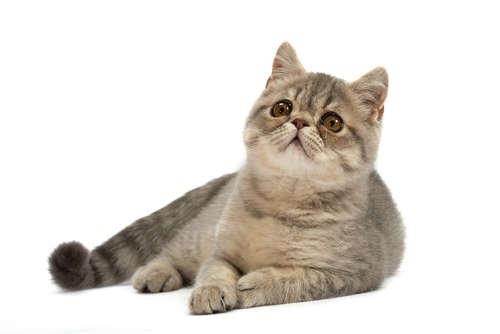 動物,犬,猫,しつけ,飼い方,育て方,病気,健康