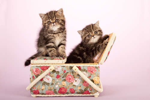 動物,犬,猫,しつけ,飼い方,育て方,病気,健康