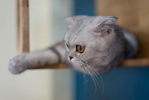 動物,犬,猫,しつけ,飼い方,育て方,病気,健康