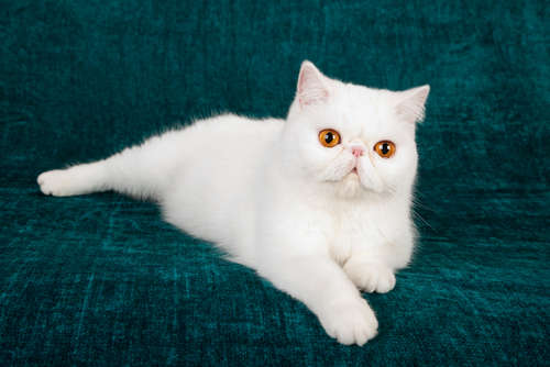 動物,犬,猫,しつけ,飼い方,育て方,病気,健康