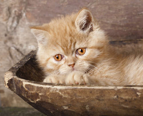 動物,犬,猫,しつけ,飼い方,育て方,病気,健康
