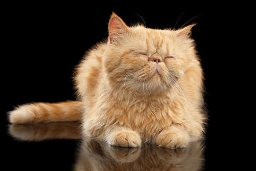 動物,犬,猫,しつけ,飼い方,育て方,病気,健康