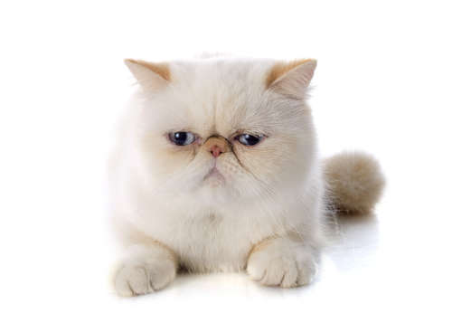 動物,犬,猫,しつけ,飼い方,育て方,病気,健康