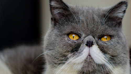 動物,犬,猫,しつけ,飼い方,育て方,病気,健康