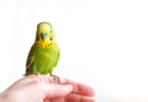 動物,犬,猫,しつけ,飼い方,育て方,病気,健康