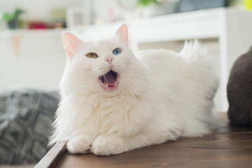 動物,犬,猫,しつけ,飼い方,育て方,病気,健康