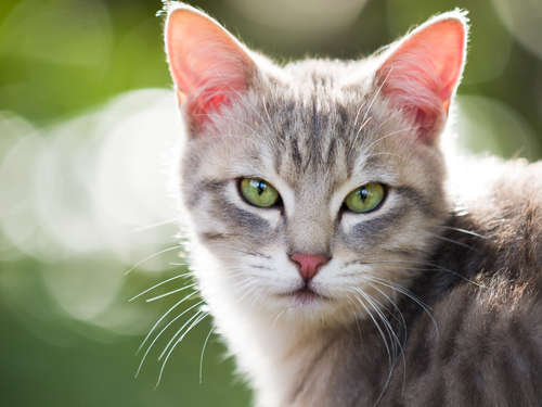 動物,犬,猫,しつけ,飼い方,育て方,病気,健康