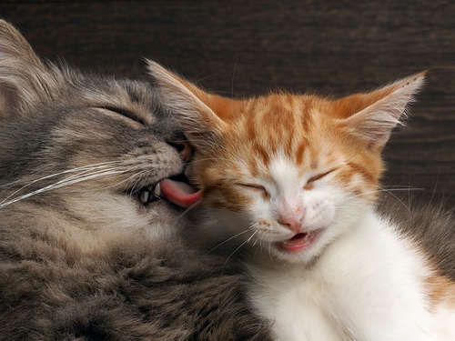 動物,犬,猫,しつけ,飼い方,育て方,病気,健康
