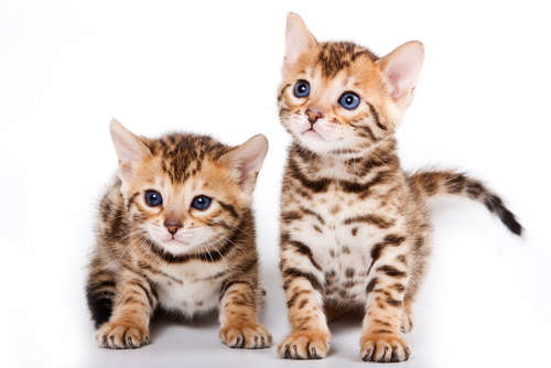 動物,犬,猫,しつけ,飼い方,育て方,病気,健康