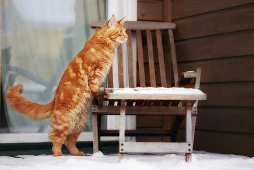 動物,犬,猫,しつけ,飼い方,育て方,病気,健康