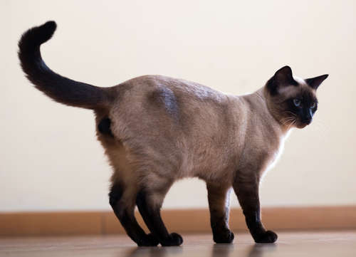 動物,犬,猫,しつけ,飼い方,育て方,病気,健康