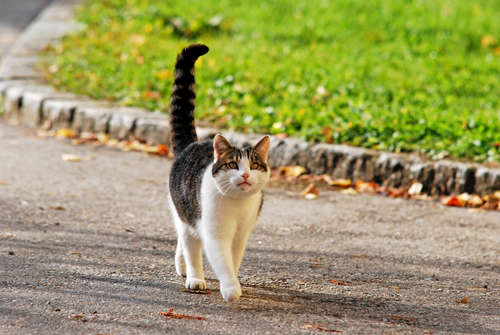 動物,犬,猫,しつけ,飼い方,育て方,病気,健康