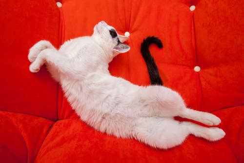 動物,犬,猫,しつけ,飼い方,育て方,病気,健康
