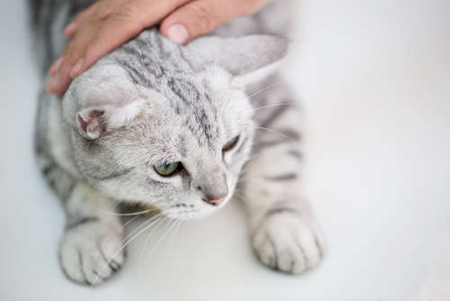 動物,犬,猫,しつけ,飼い方,育て方,病気,健康
