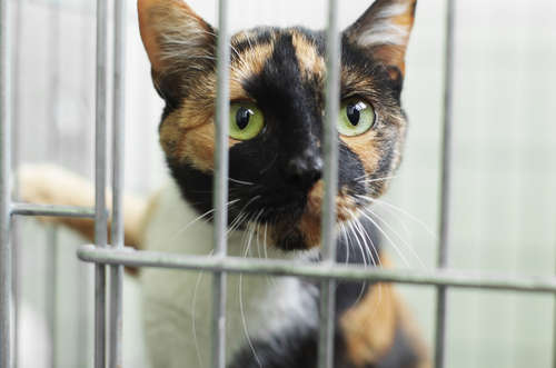 動物,犬,猫,しつけ,飼い方,育て方,病気,健康