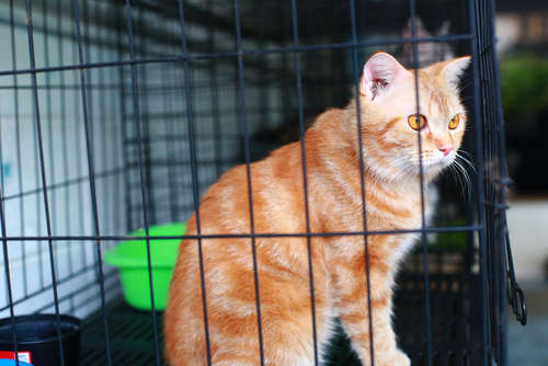 動物,犬,猫,しつけ,飼い方,育て方,病気,健康