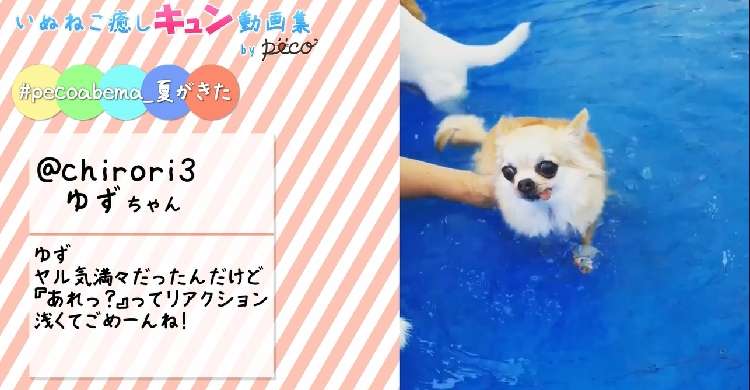 動物,犬,猫,しつけ,飼い方,育て方,病気,健康