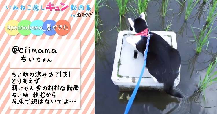 動物,犬,猫,しつけ,飼い方,育て方,病気,健康